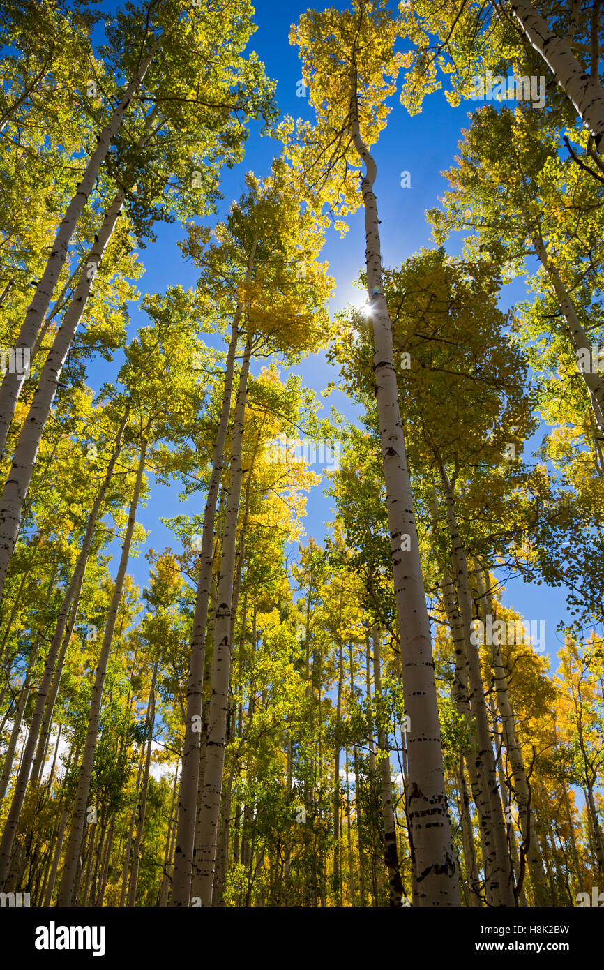 Steamboat Springs, Colorado - tremble (Populus tremuloides) dans l'automne à col boueux sur la ligne continentale de partage. Banque D'Images
