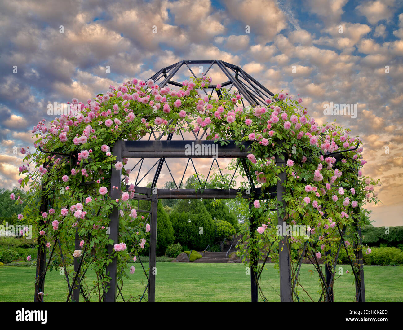 Rose arbor. Jardin de l'Oregon. Oregon Banque D'Images