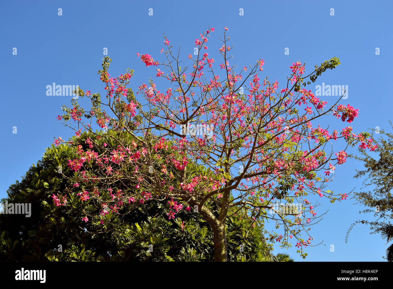 Orchid tree blossom nom Latin Bauhinia variegata Banque D'Images