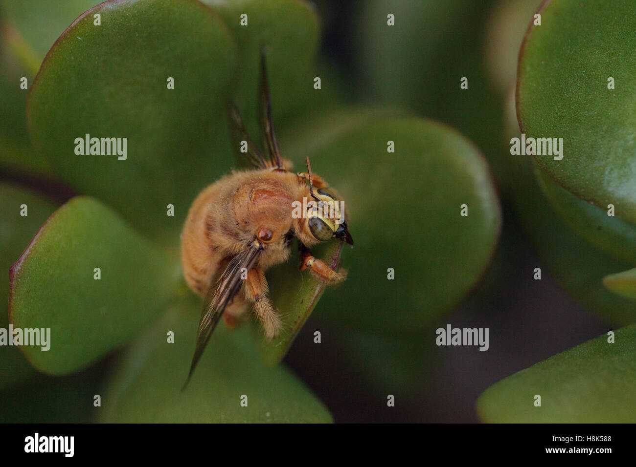 Vallée de l'homme couleur or abeille charpentière Xylocopa nom scientifique, le varipuncta, également appelé un ours en peluche. Les mâles ne piquent pas. Banque D'Images