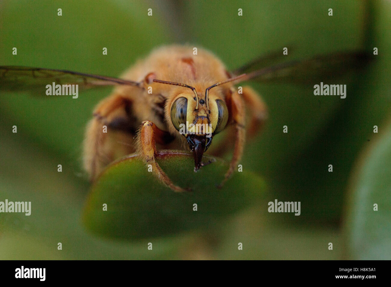 Vallée de l'homme couleur or abeille charpentière Xylocopa nom scientifique, le varipuncta, également appelé un ours en peluche. Les mâles ne piquent pas. Banque D'Images