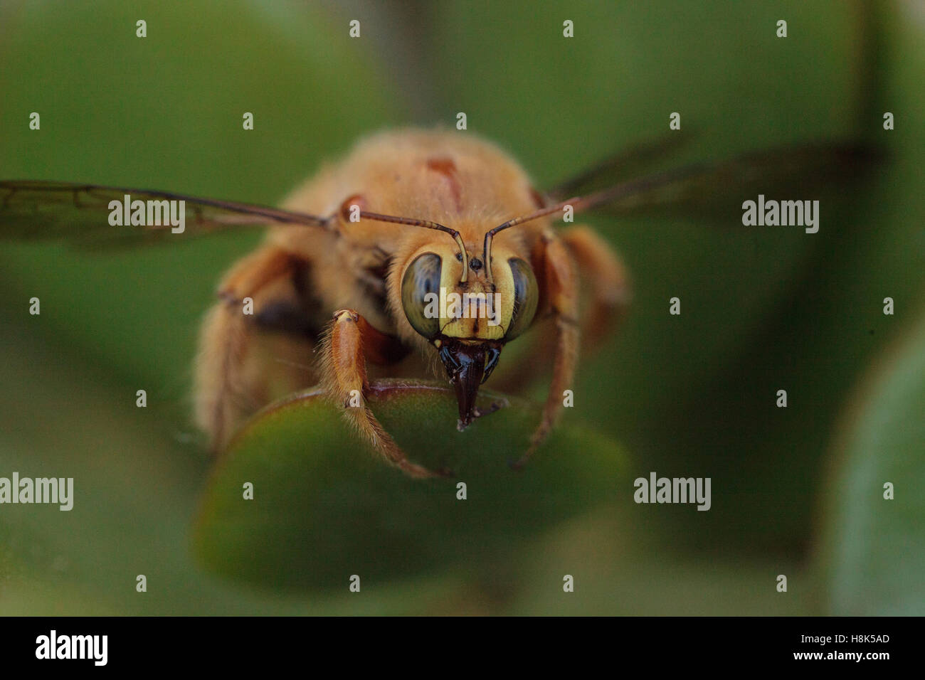 Vallée de l'homme couleur or abeille charpentière Xylocopa nom scientifique, le varipuncta, également appelé un ours en peluche. Les mâles ne piquent pas. Banque D'Images