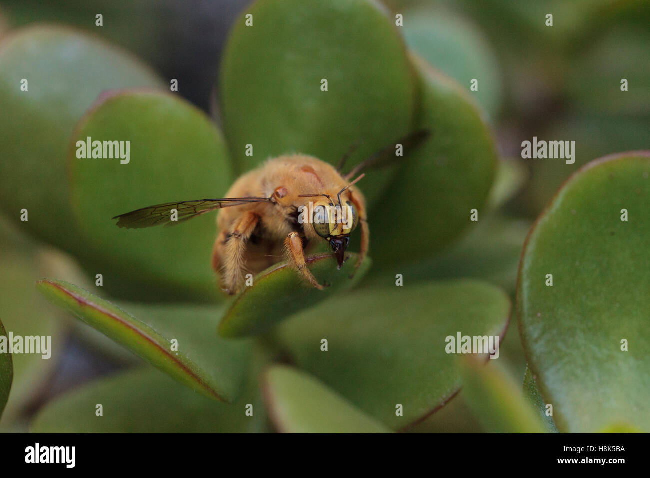 Vallée de l'homme couleur or abeille charpentière Xylocopa nom scientifique, le varipuncta, également appelé un ours en peluche. Les mâles ne piquent pas. Banque D'Images