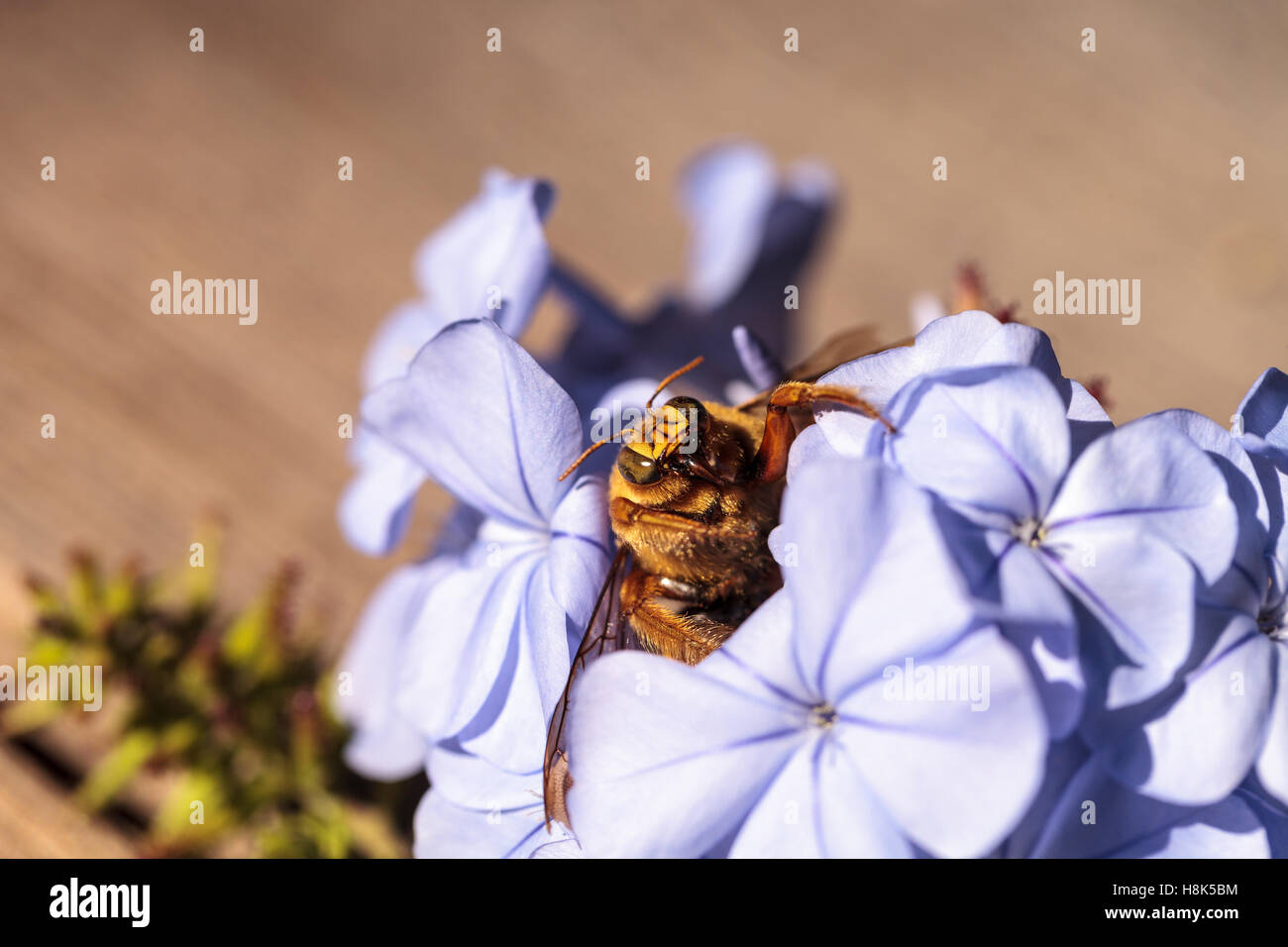 Vallée de l'homme couleur or abeille charpentière Xylocopa nom scientifique, le varipuncta, également appelé un ours en peluche. Les mâles ne piquent pas. Banque D'Images