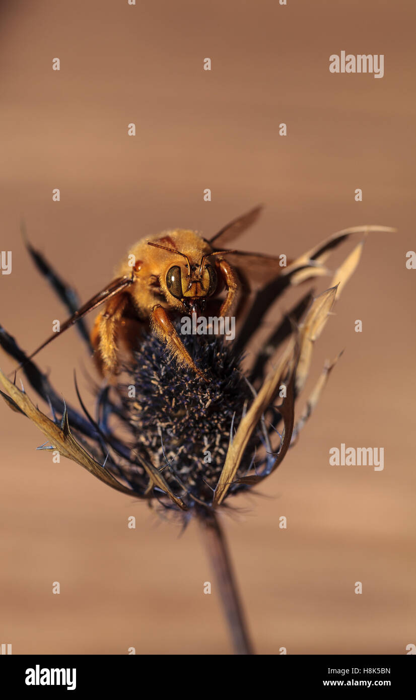 Vallée de l'homme couleur or abeille charpentière Xylocopa nom scientifique, le varipuncta, également appelé un ours en peluche. Les mâles ne piquent pas. Banque D'Images