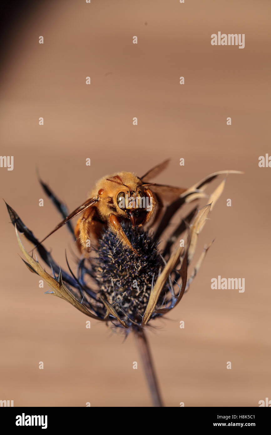 Vallée de l'homme couleur or abeille charpentière Xylocopa nom scientifique, le varipuncta, également appelé un ours en peluche. Les mâles ne piquent pas. Banque D'Images