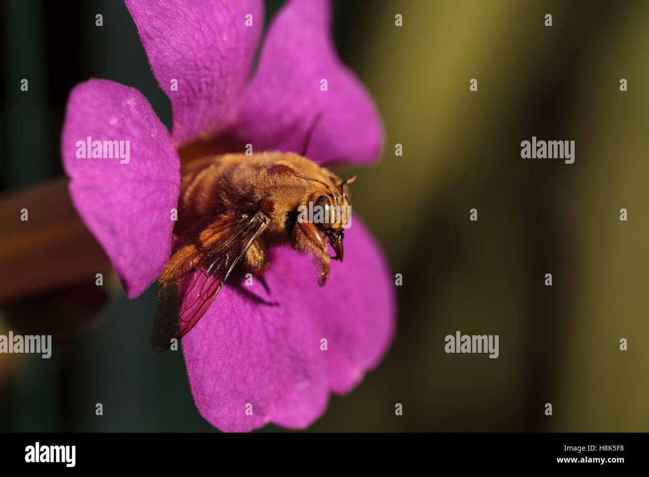 Vallée de l'homme couleur or abeille charpentière Xylocopa nom scientifique, le varipuncta, également appelé un ours en peluche. Les mâles ne piquent pas. Banque D'Images
