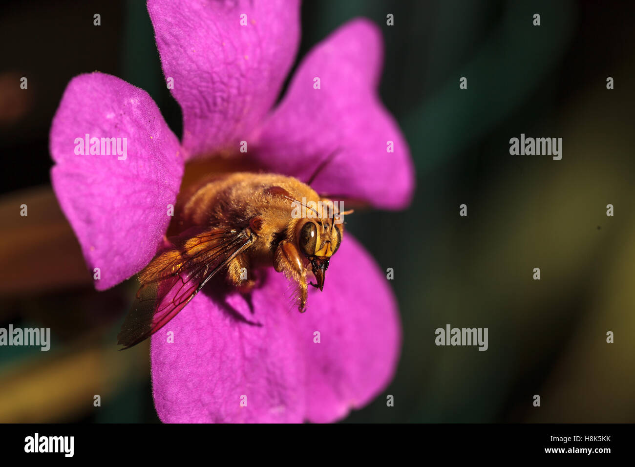 Vallée de l'homme couleur or abeille charpentière Xylocopa nom scientifique, le varipuncta, également appelé un ours en peluche. Les mâles ne piquent pas. Banque D'Images