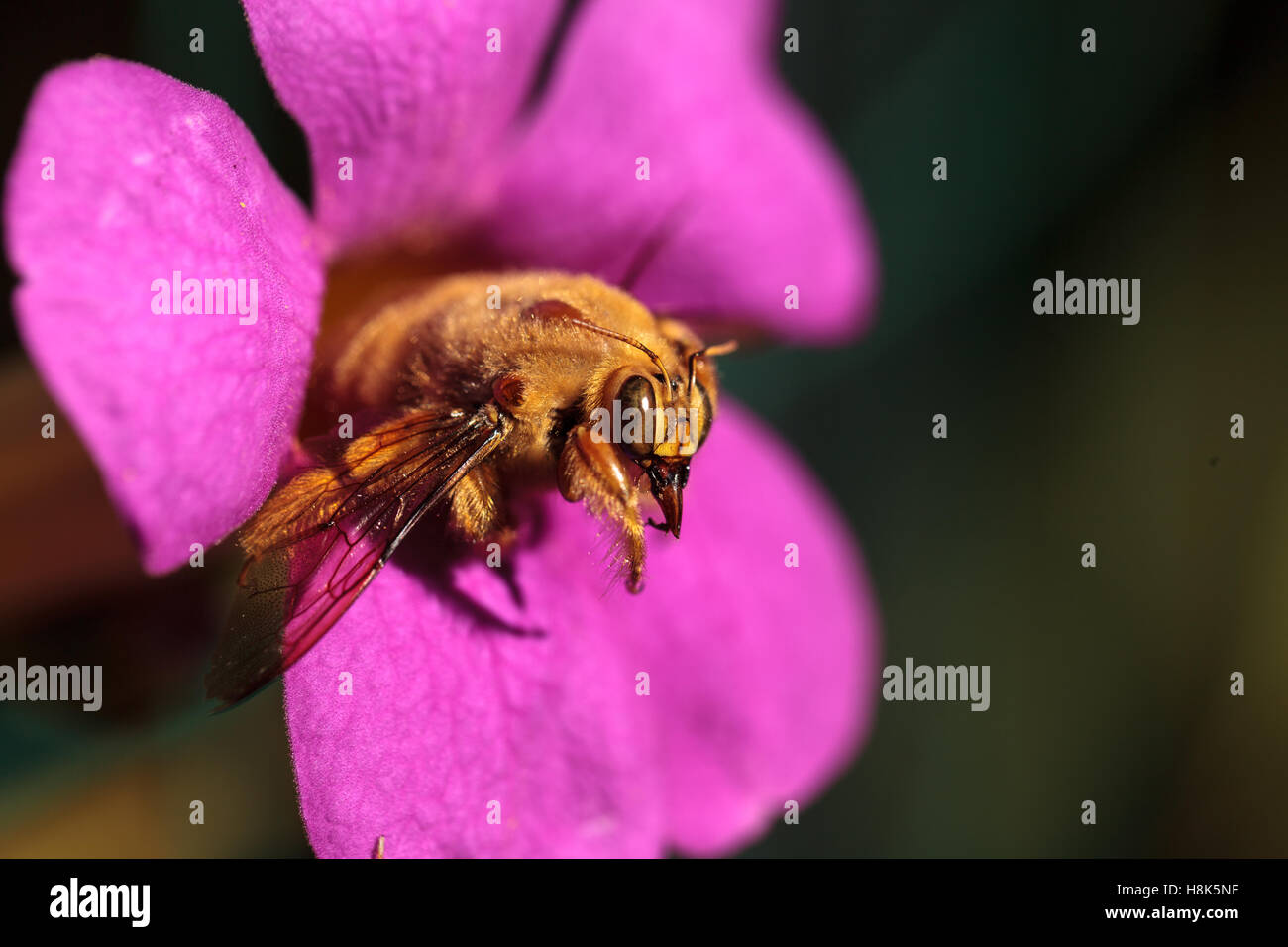 Vallée de l'homme couleur or abeille charpentière Xylocopa nom scientifique, le varipuncta, également appelé un ours en peluche. Les mâles ne piquent pas. Banque D'Images