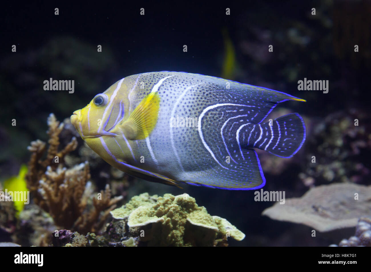 Angelfish Pomacanthus semicirculatus (demi-cercle), aussi connu comme le Coran de poissons-anges. Banque D'Images