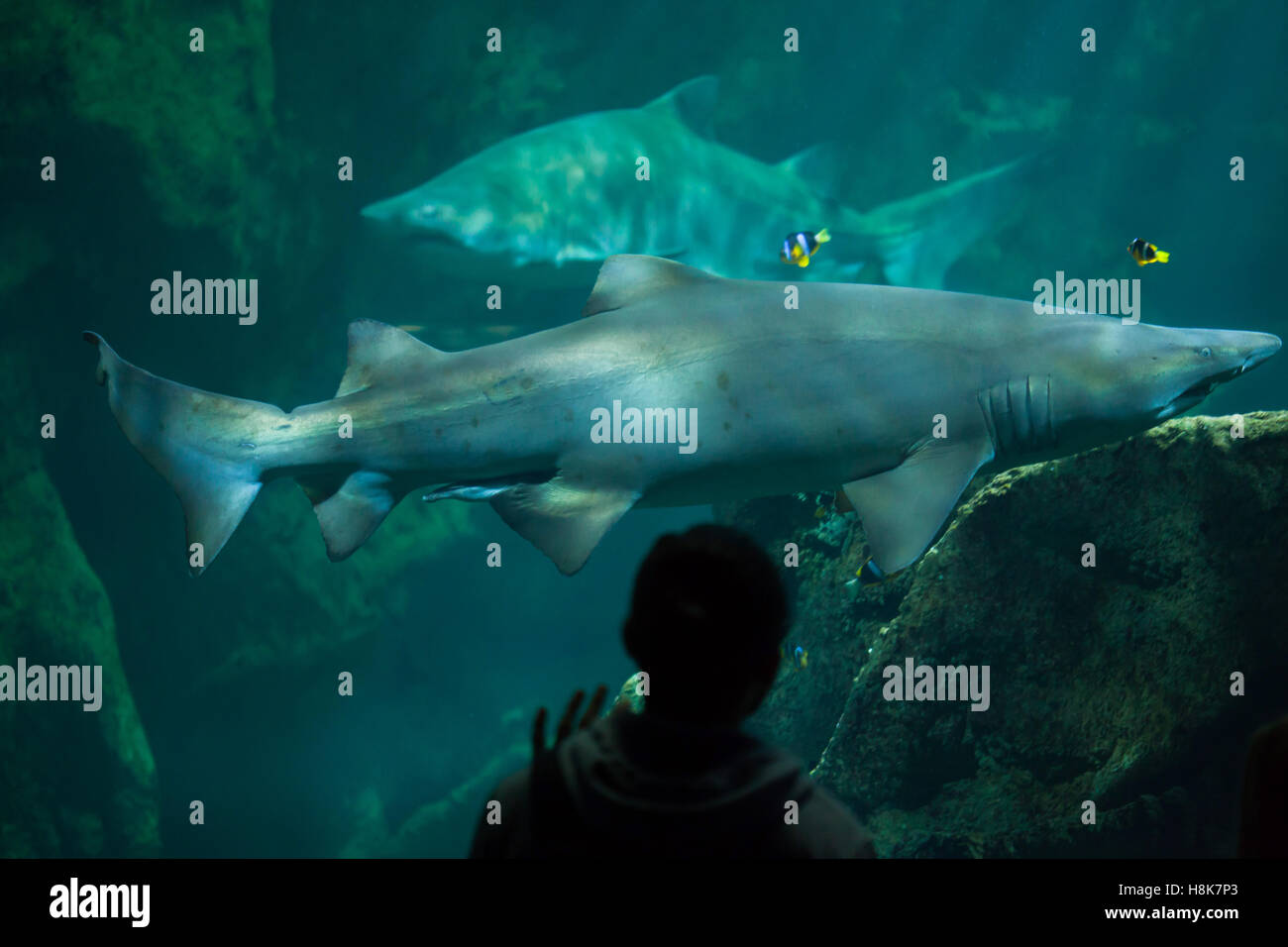 Visiteur se présente comme le sable tiger sharks (Carcharias taurus), également connu sous le nom de l'infirmière requins gris, nager dans l'Aquarium de La Rochelle, France. Banque D'Images