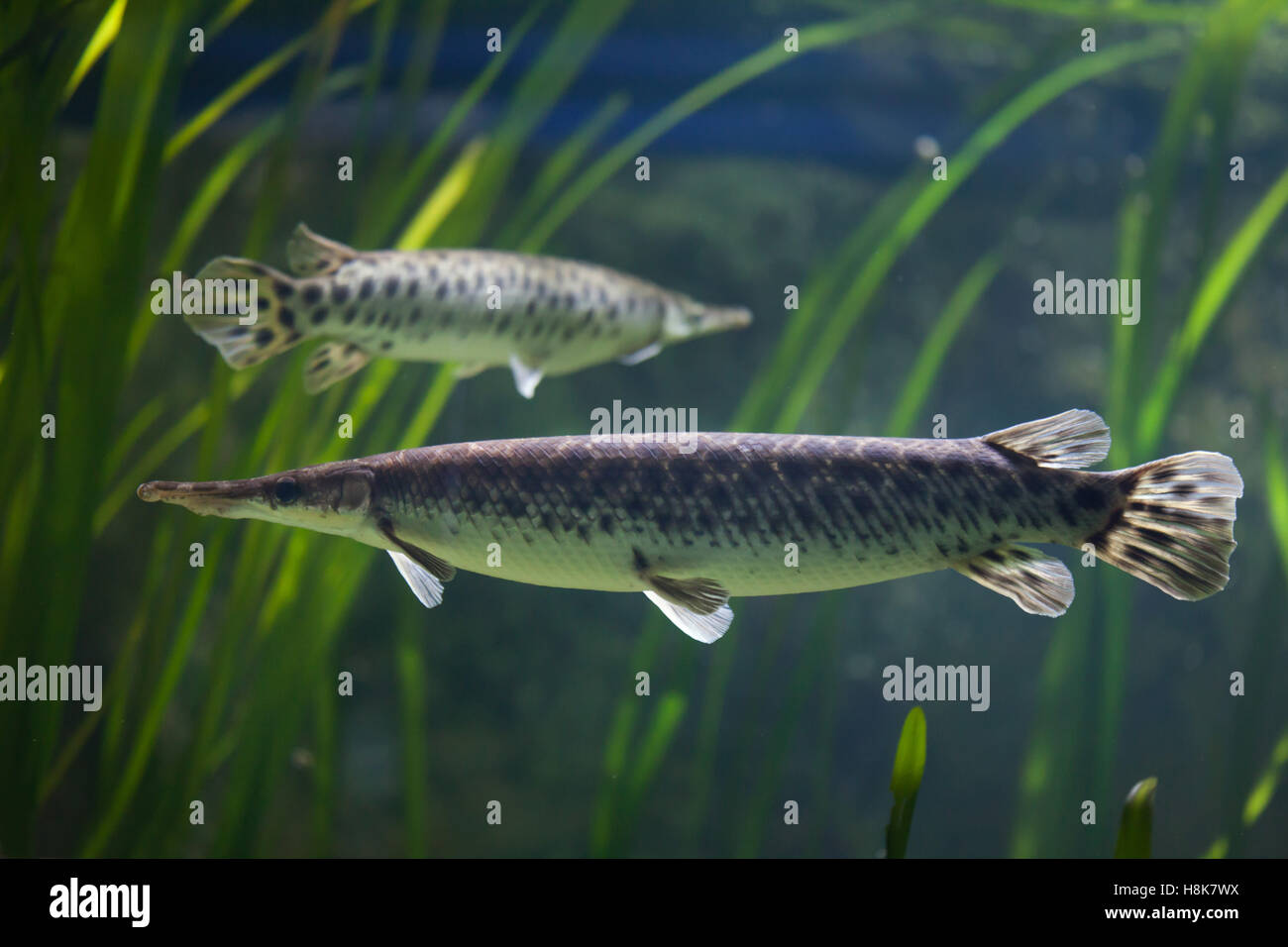 Lépisosté tacheté (Lepisosteus oculatus). Poissons d'eau douce. Banque D'Images