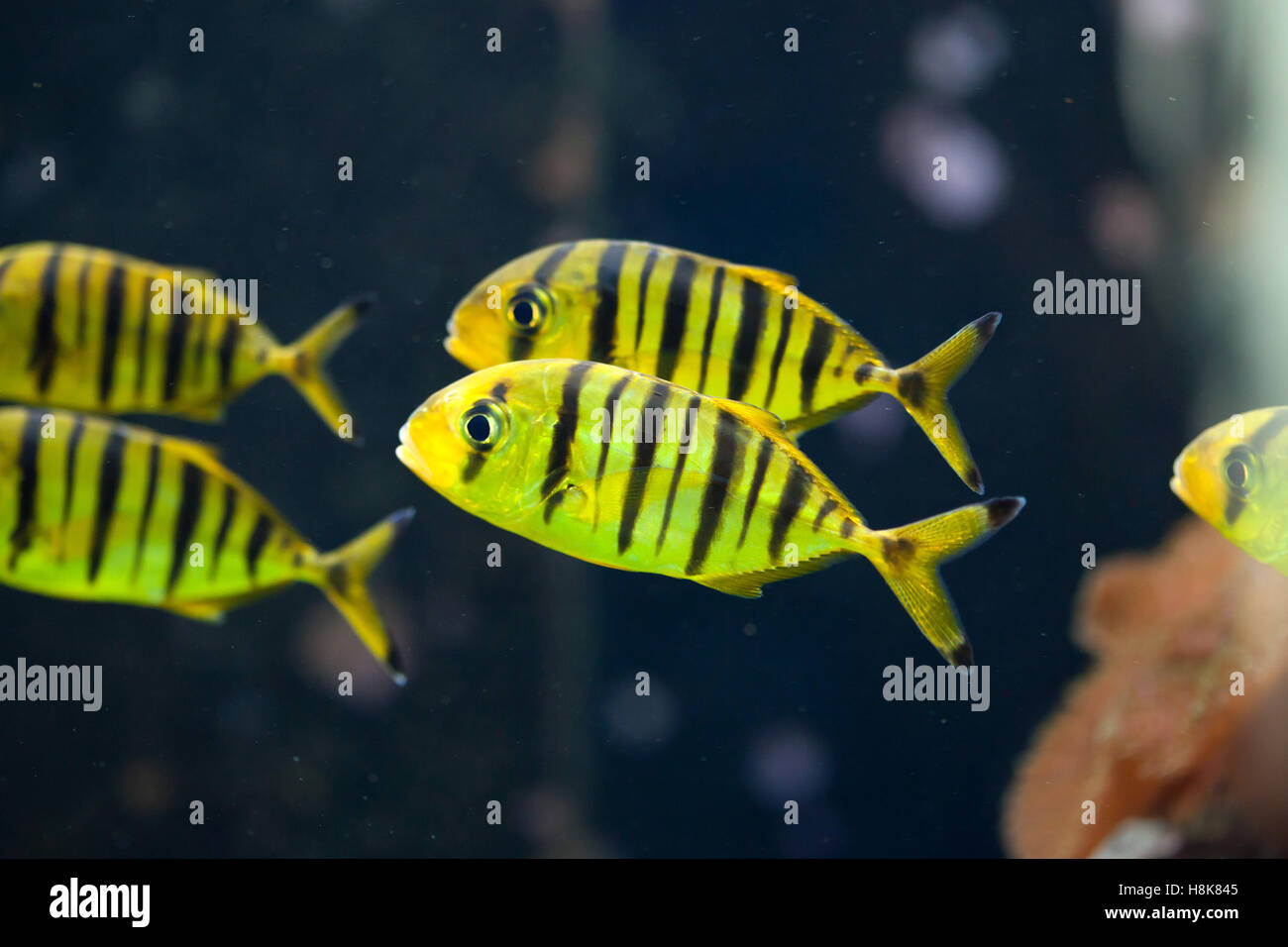 (Gnathanodon speciosus carangue dorée). Les poissons marins. Banque D'Images