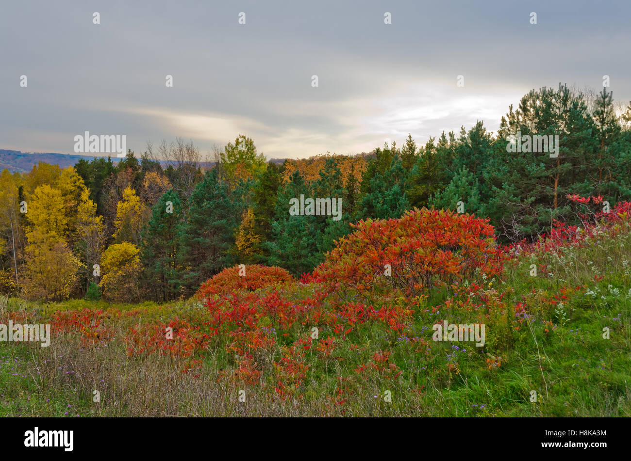 L'automne arbres colorés en parc. L'Ontario, Canada Banque D'Images