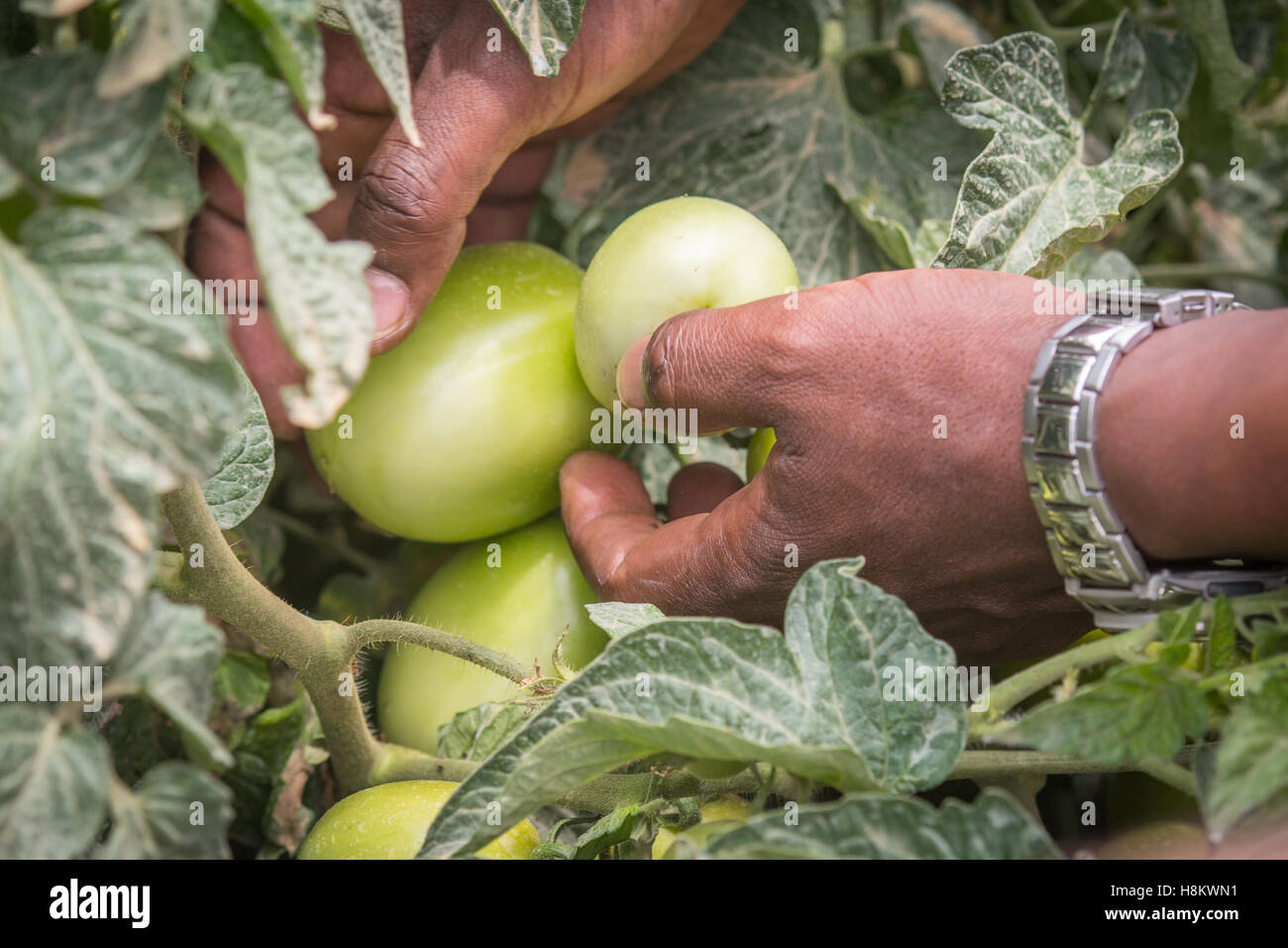 Meki Batu, Éthiopie - tomates non mûres encore sur la vigne à la coopérative de producteurs de fruits et légumes à Meki Batu. Banque D'Images