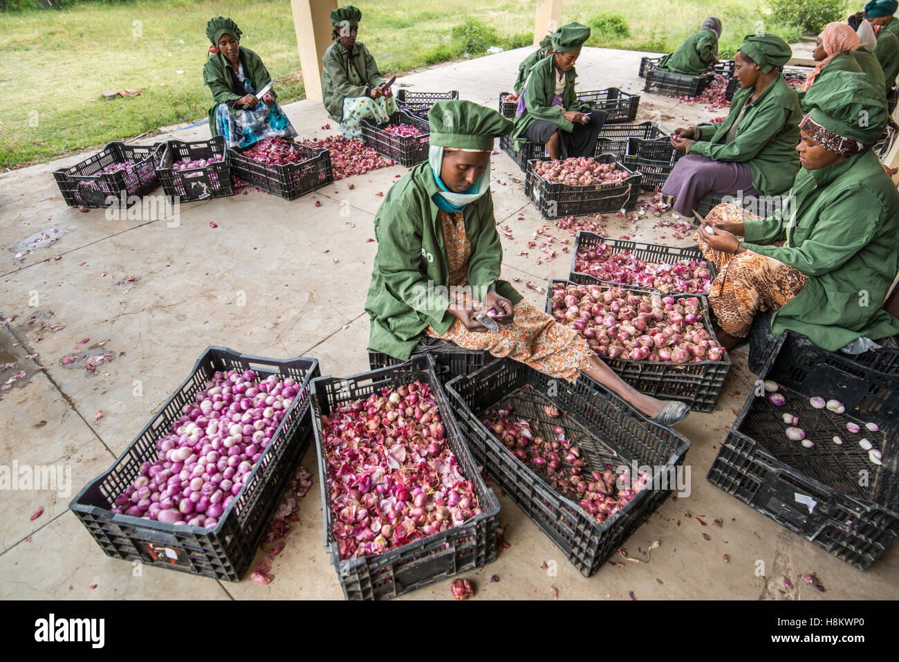 Meki Batu, l'Ethiopie - des travailleurs féminins pour l'épluchage des oignons de la valeur ajoutée à la coopérative de producteurs de fruits et légumes à Meki Batu. Banque D'Images