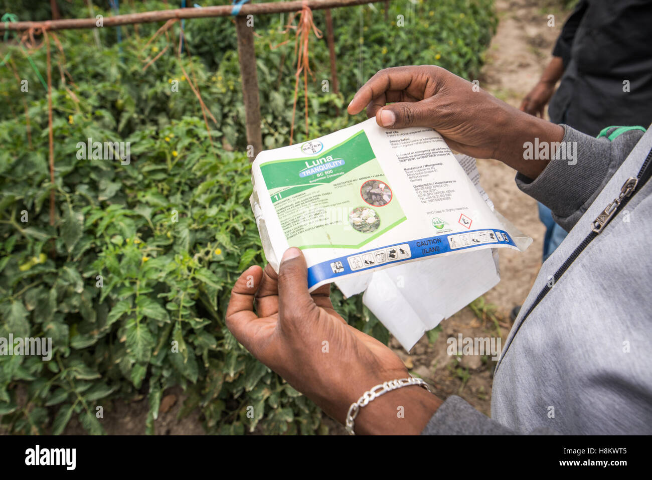 Meki Batu, Éthiopie - Marqueurs pour ce qui est de plus en plus de cultures dans des zones particulières à la coopérative de producteurs de fruits et légumes dans le Mek Banque D'Images