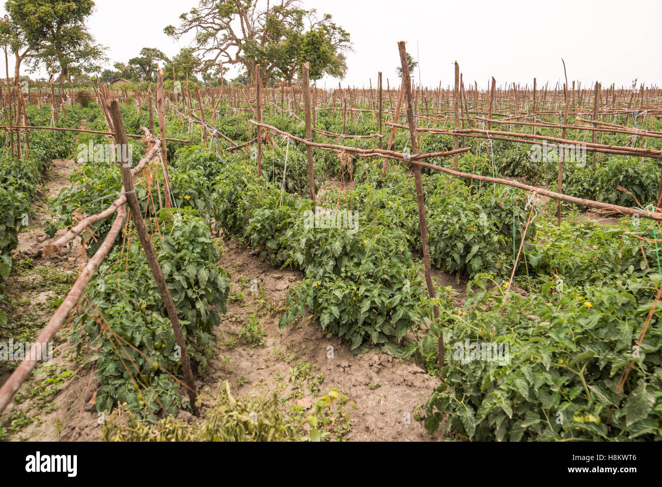 Meki Batu, Éthiopie - croissance des plants de tomates à la coopérative de producteurs de fruits et légumes à Meki Batu. Banque D'Images