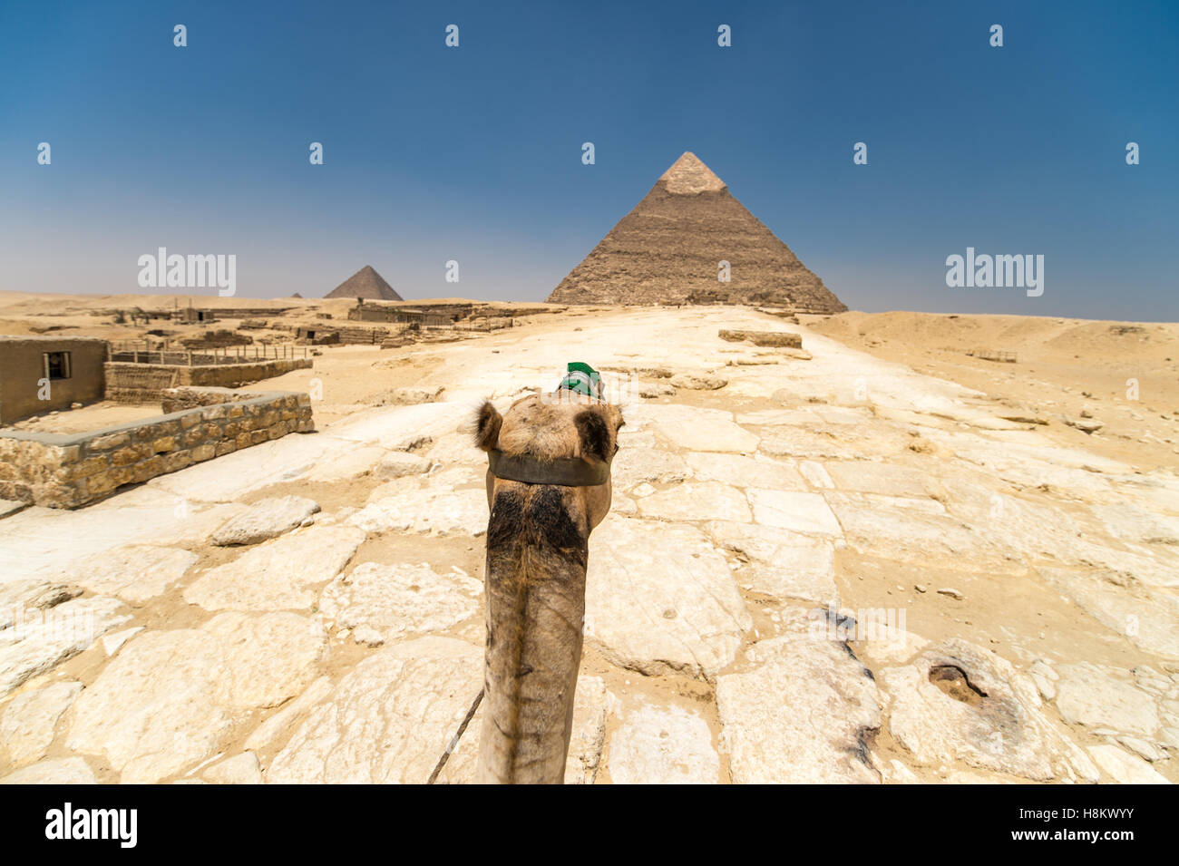 Le Caire, Égypte'monté sur un chameau à travers le désert avec les grandes pyramides de Gizeh à l'arrière-plan. Ces particuliers Banque D'Images