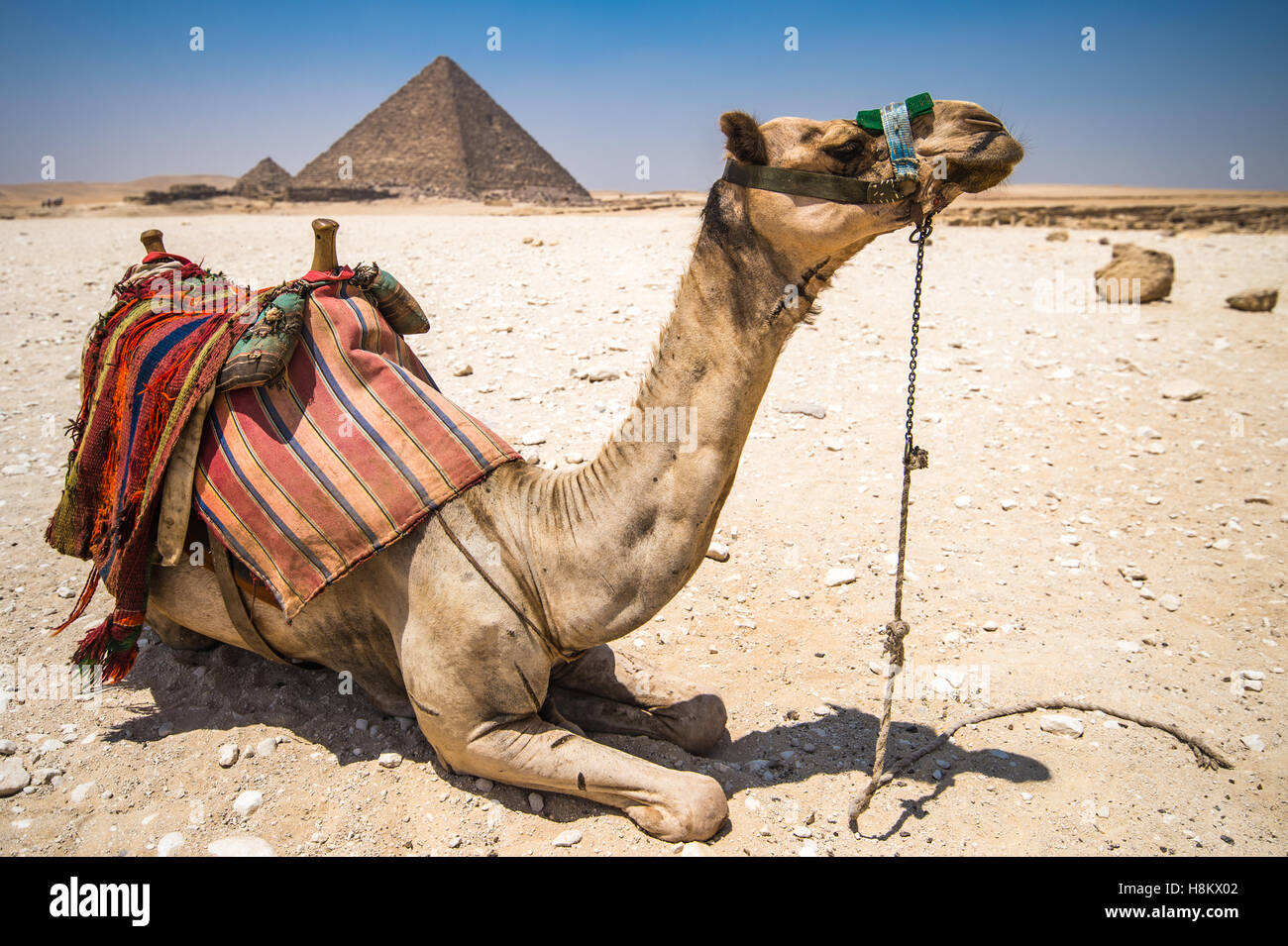 Le Caire, Egypte Camel au repos dans le désert avec les grandes pyramides de Gizeh à l'arrière-plan. C'est la pyramide de Menkaourê, le Banque D'Images