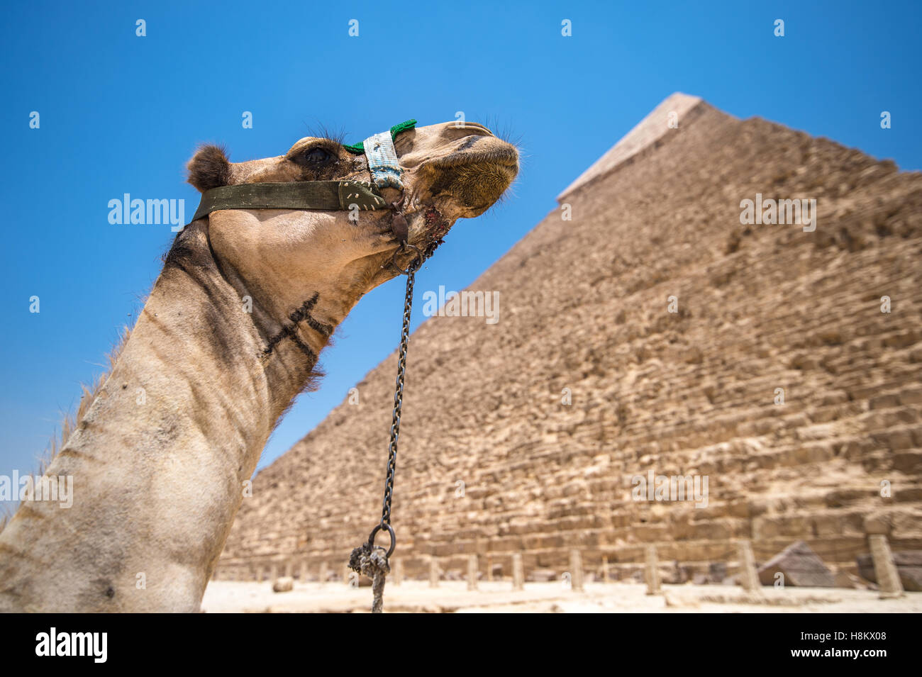 Le Caire, Egypte Camel au repos dans le désert avec les grandes pyramides de Gizeh à l'arrière-plan. C'est la pyramide de Khafré, le s Banque D'Images