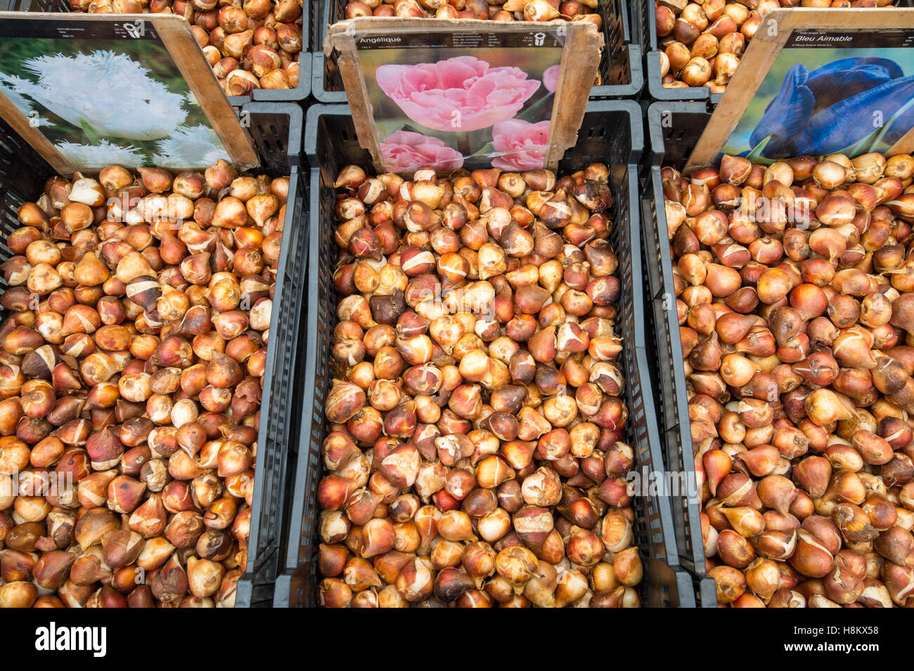 Amsterdam, Pays-Bas close up de différents bulbes à fleurs pour la vente dans un marché en plein air. Banque D'Images