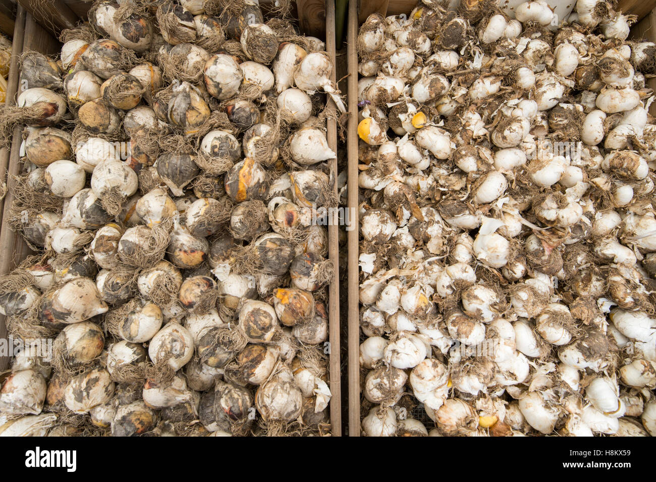 Amsterdam, Pays-Bas close up de différents bulbes à fleurs pour la vente dans un marché en plein air. Banque D'Images