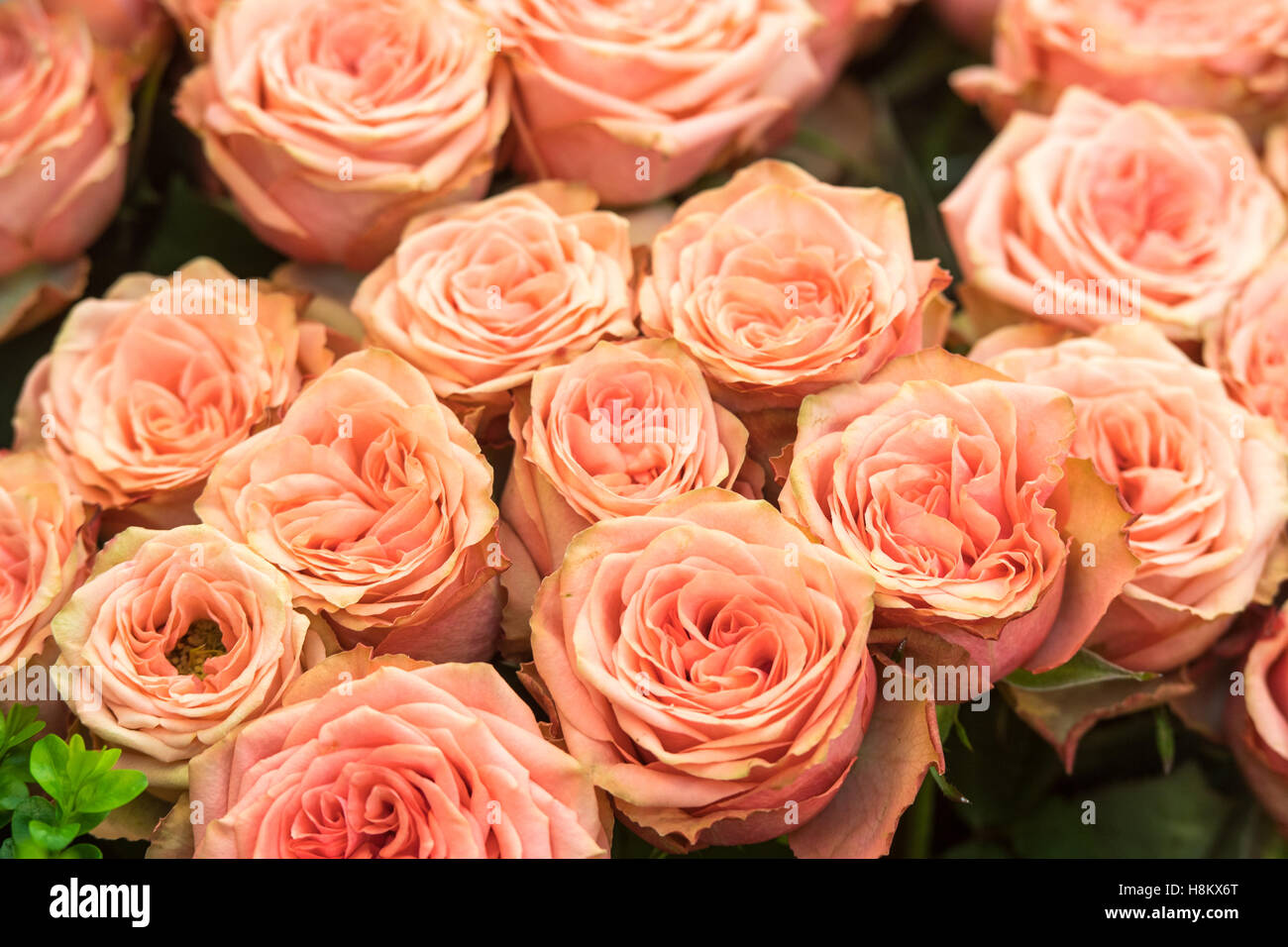 Amsterdam, Pays-Bas close up de bouquets de roses roses pour la vente dans un marché en plein air. Banque D'Images