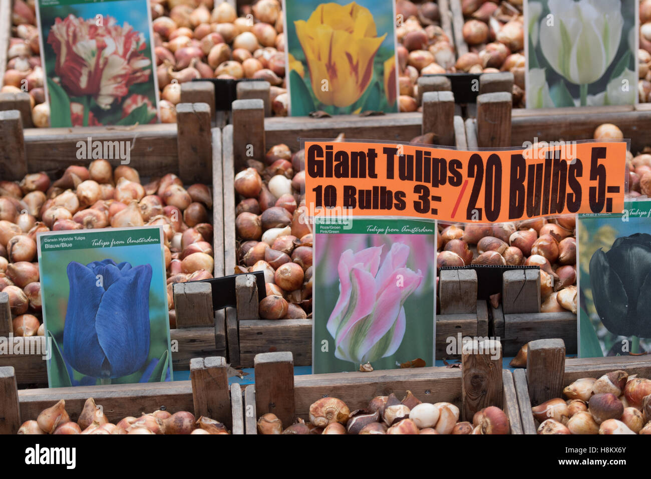 Amsterdam, Pays-Bas close up de différentes couleurs de tulipes géantes bulbes à fleurs pour la vente dans un marché en plein air. Banque D'Images
