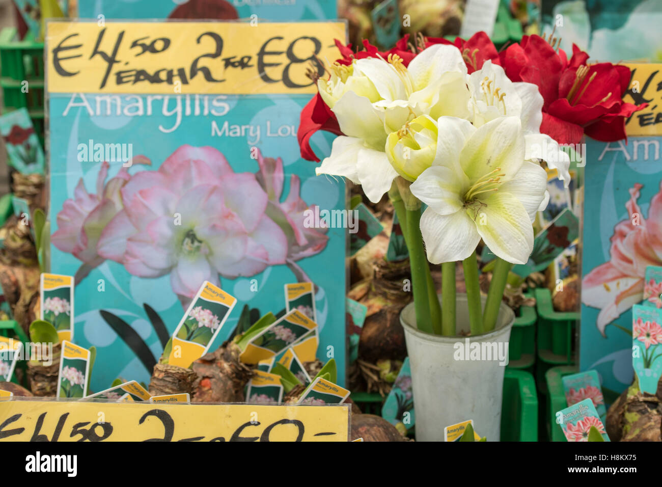 Amsterdam, Pays-Bas close up de Amaryllis bulbes à fleurs pour la vente dans un marché en plein air. Banque D'Images