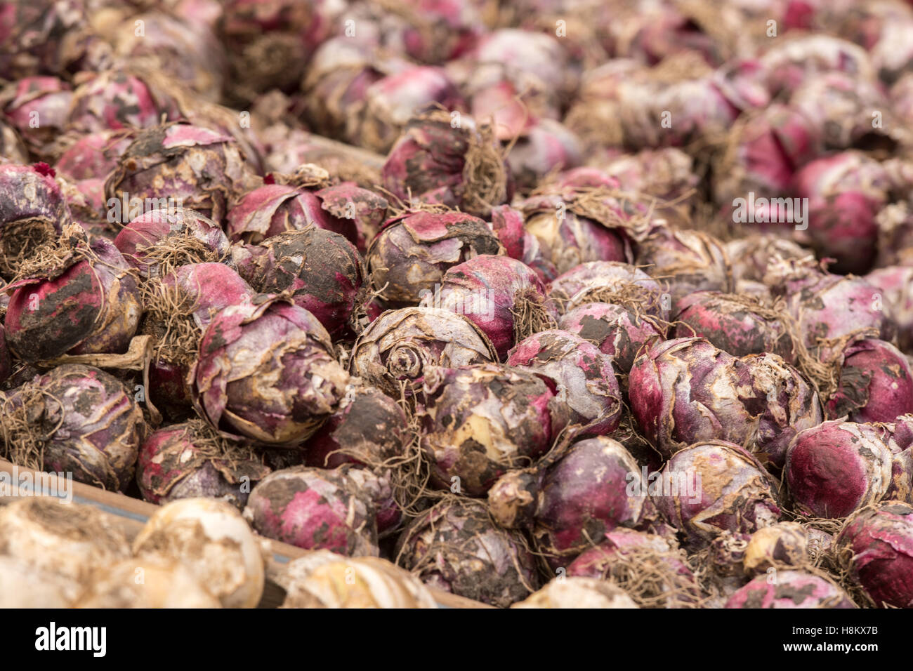 Amsterdam, Pays-Bas close up de différents bulbes à fleurs pour la vente dans un marché en plein air. Banque D'Images