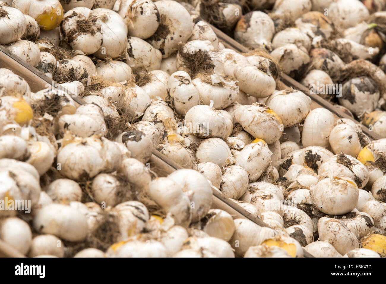 Amsterdam, Pays-Bas close up de différents bulbes à fleurs pour la vente dans un marché en plein air. Banque D'Images