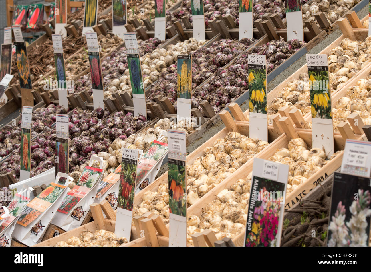 Amsterdam, Pays-Bas grande gamme de différents bulbes à fleurs pour la vente dans un marché en plein air. Banque D'Images