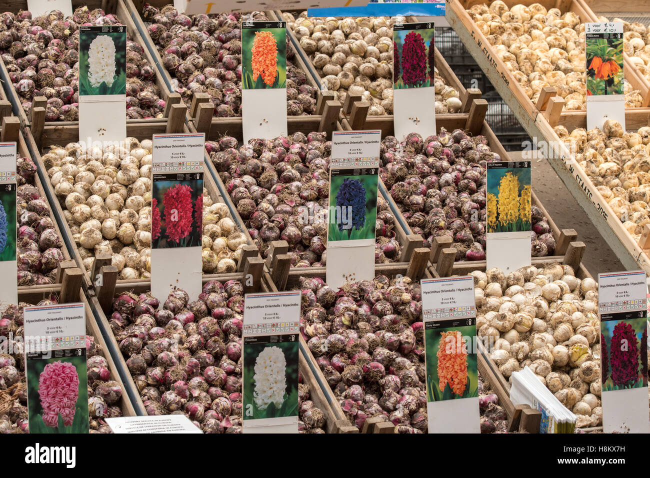 Amsterdam, Pays-Bas grande gamme de différents bulbes à fleurs pour la vente dans un marché en plein air. Banque D'Images