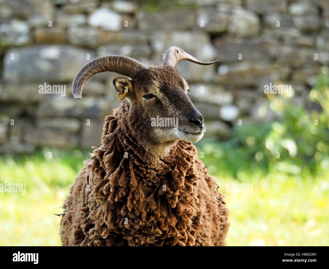 Seul les moutons Soay (Ovis aries) avec deux petites cornes (une cassée) et de laine toison brune posant contre un mur en pierre sèche Banque D'Images