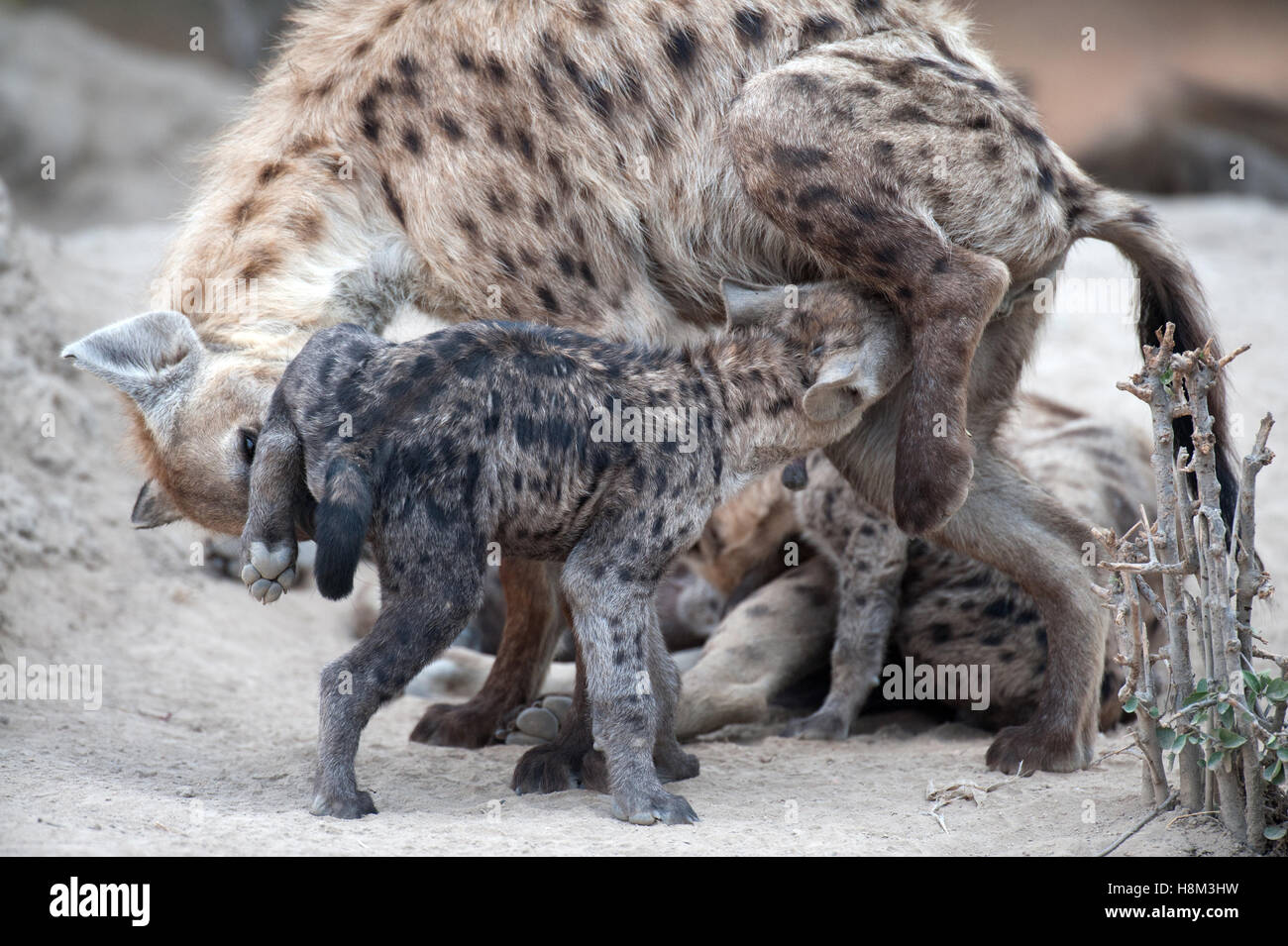 L'hyène tachetée et cub faire rituel à souhaits den Banque D'Images