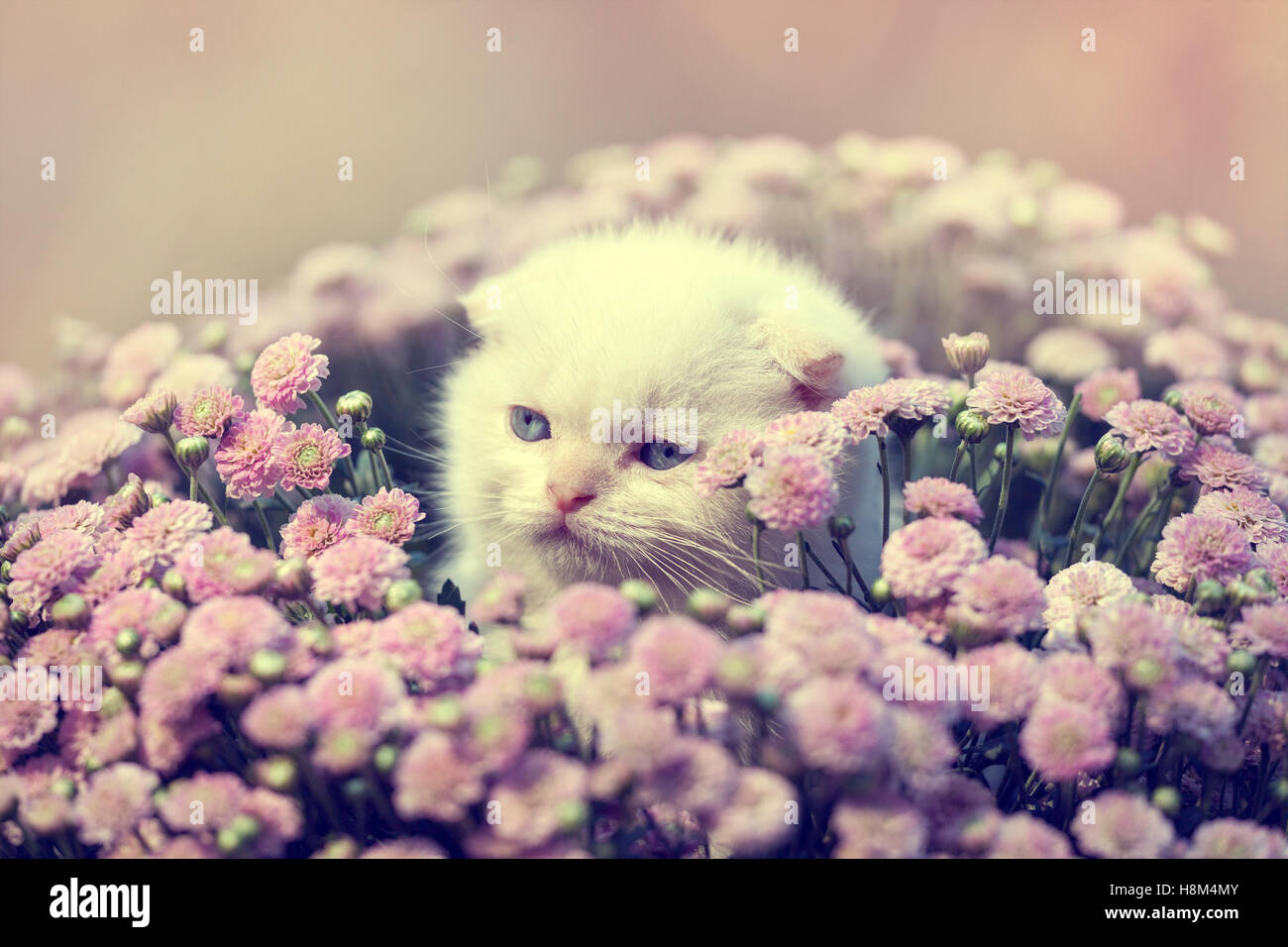Mignon Petit Chaton Scottish Fold Blanc Assis En Fleur Photo Stock Alamy Mignon Petit Chaton Scottish Fold Blanc Assis En Fleur Photo Stock Alamy