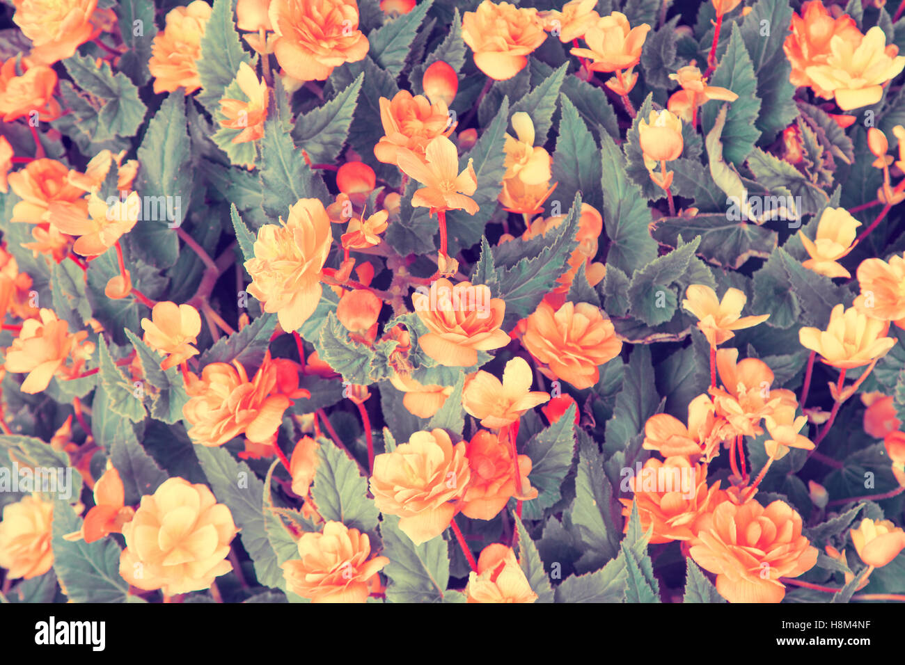 Fond de fleurs bégonia naturelles. Correction des couleurs Vintage Banque D'Images