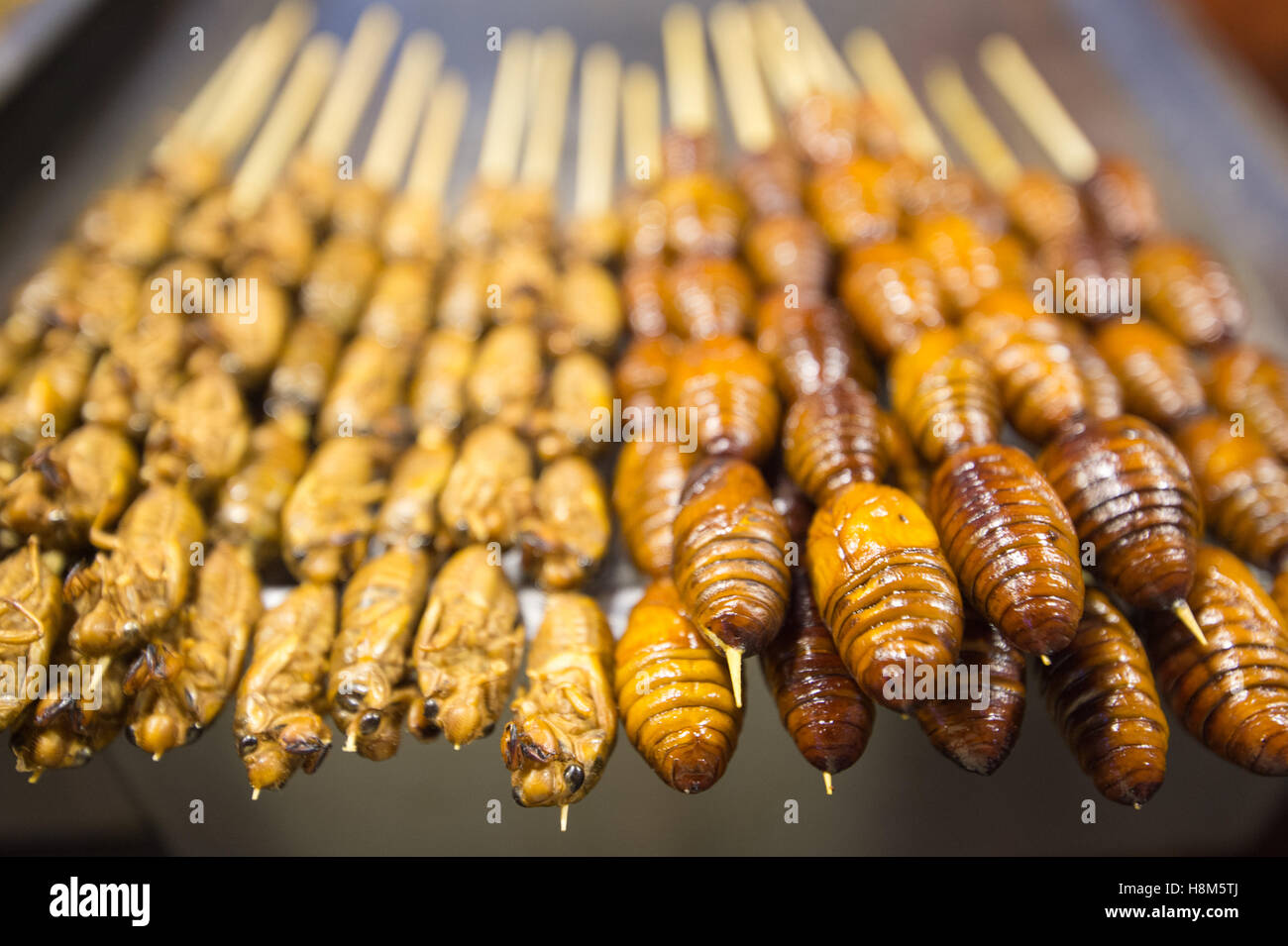 Beijing, Chine - cigales cuits sur des bâtons pour la vente au marché de nuit de Donghuamen snack, un grand marché de plein air qui est un attra Banque D'Images