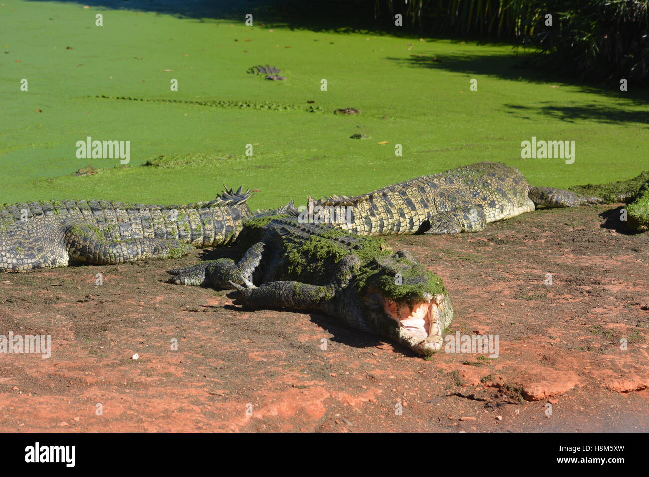 En Crocodile prêt à être nourris Broome, Australie Banque D'Images