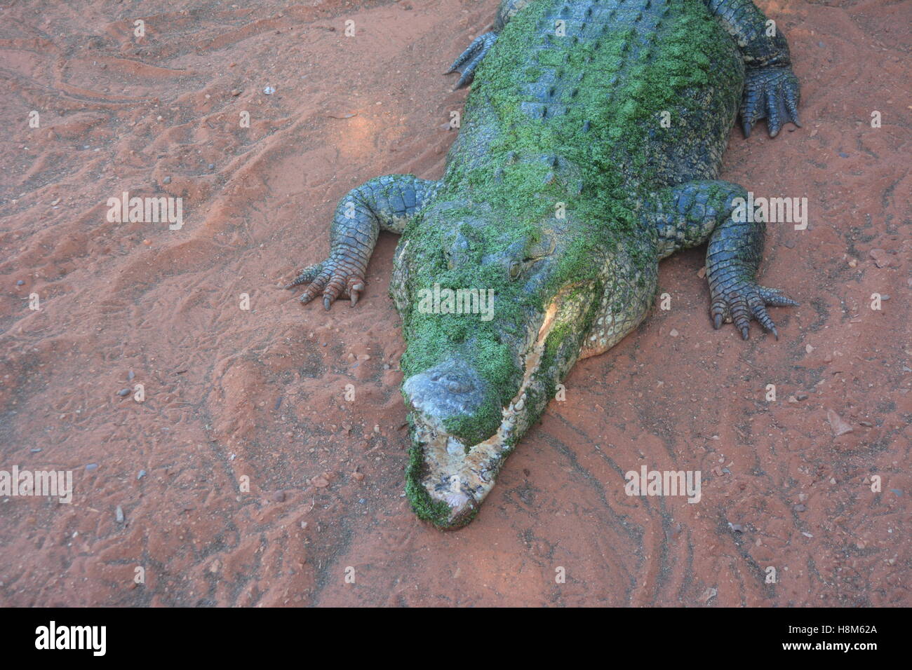 Grand crocodile en Australie Banque D'Images