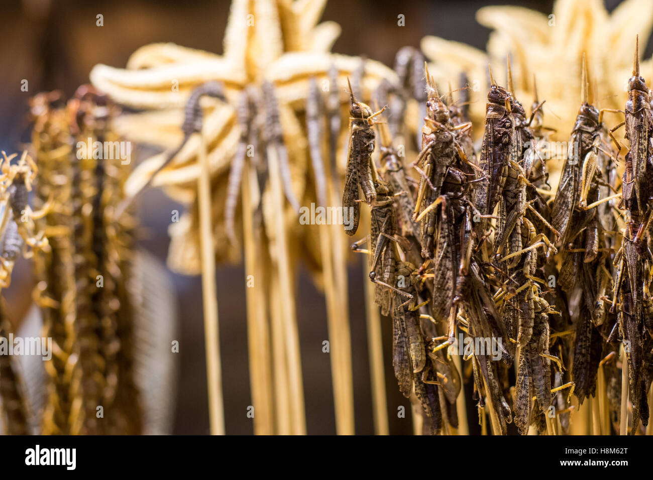 Beijing, Chine - cuit les scorpions, mille-pattes, de sauterelles, de chevaux et d'étoiles de mer en vente à la collation de Donghuamen Night Mark Banque D'Images