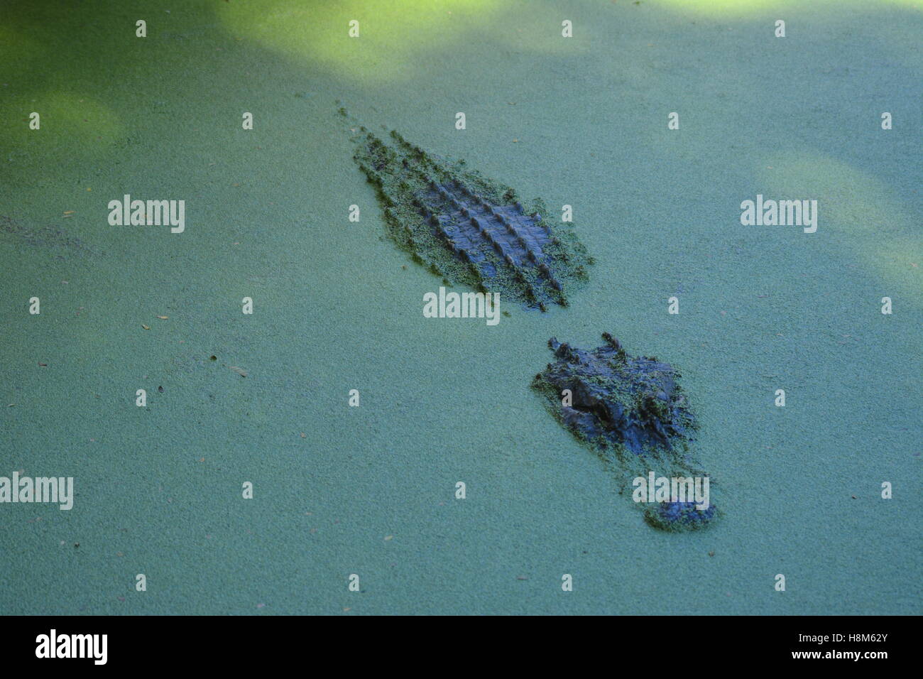 Aligator, refroidissement par eau, Broome Australie Banque D'Images