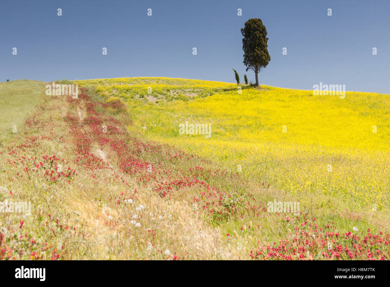 Fleurs sauvages et de cyprès dans le Val d'Orcia, Toscane. La zone a été protégée par l'UNESCO comme site du patrimoine mondial. L Banque D'Images