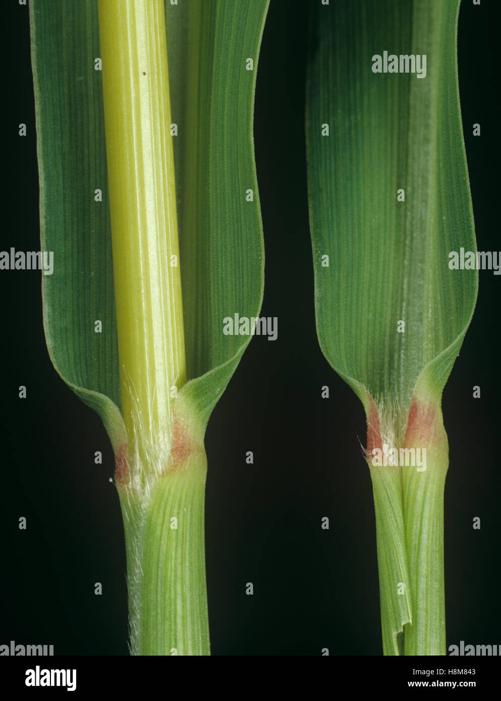La sétaire verte Setaria viridis, feuille, ligule sur le noeud et d'un pétiole les mauvaises herbes agricoles Banque D'Images