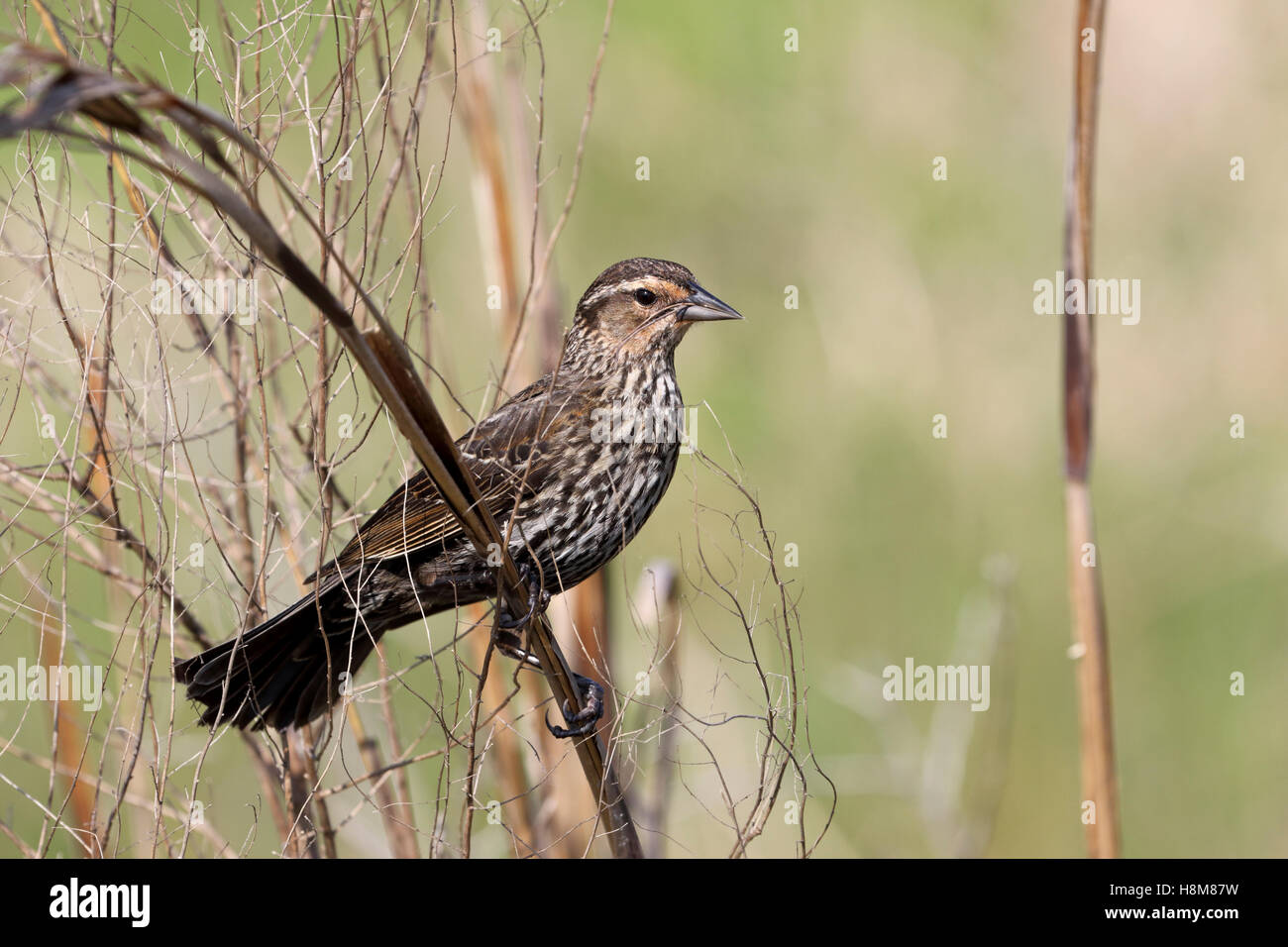 Red-winged Blackbird Agelaius phoeniceus recherche pour la construction du nid de brindilles de Circle B Bar Floride USA Banque D'Images
