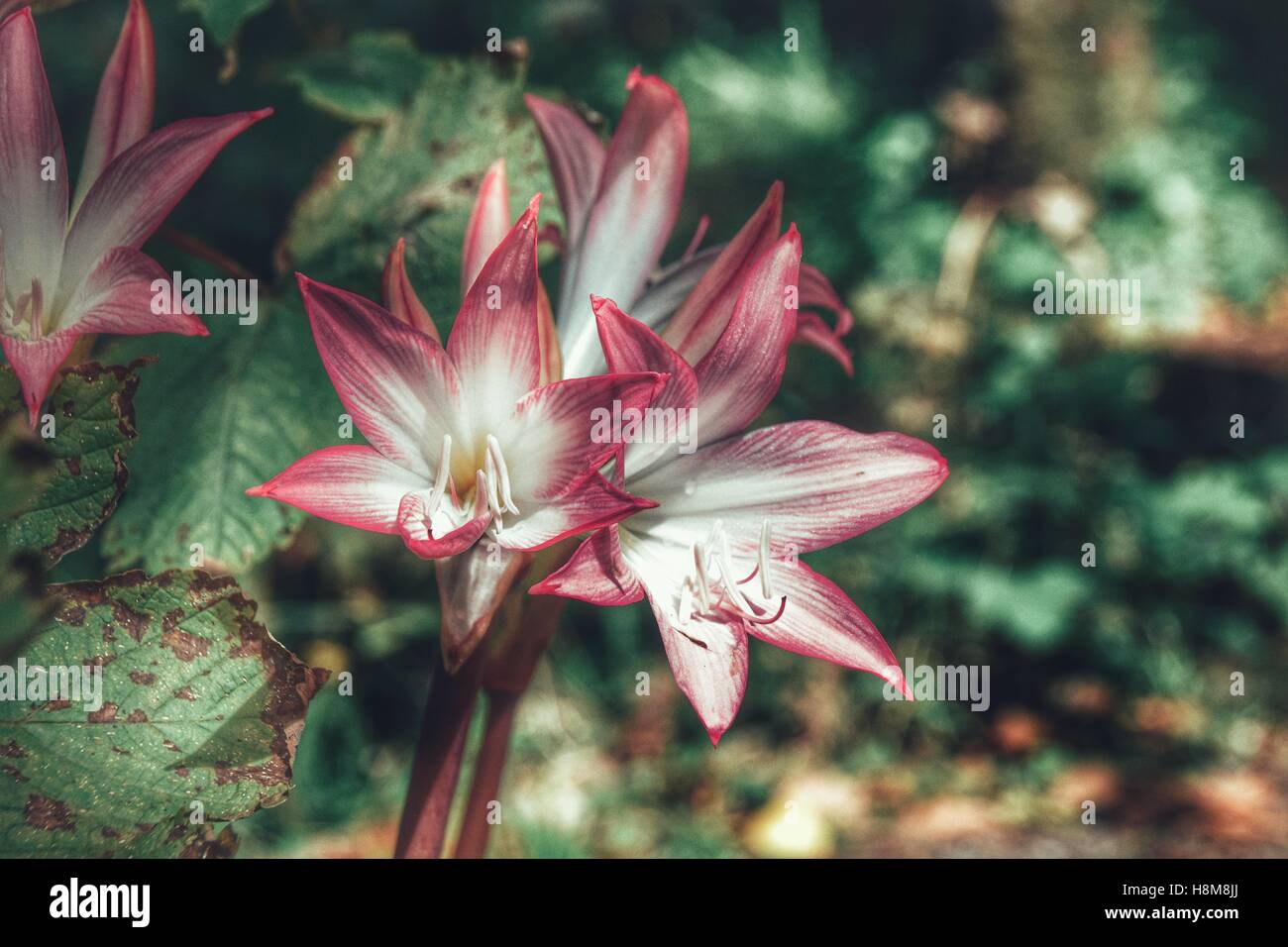 Amaryllis Belladonna Fleurs Roses Et Blanches Qui Poussent à