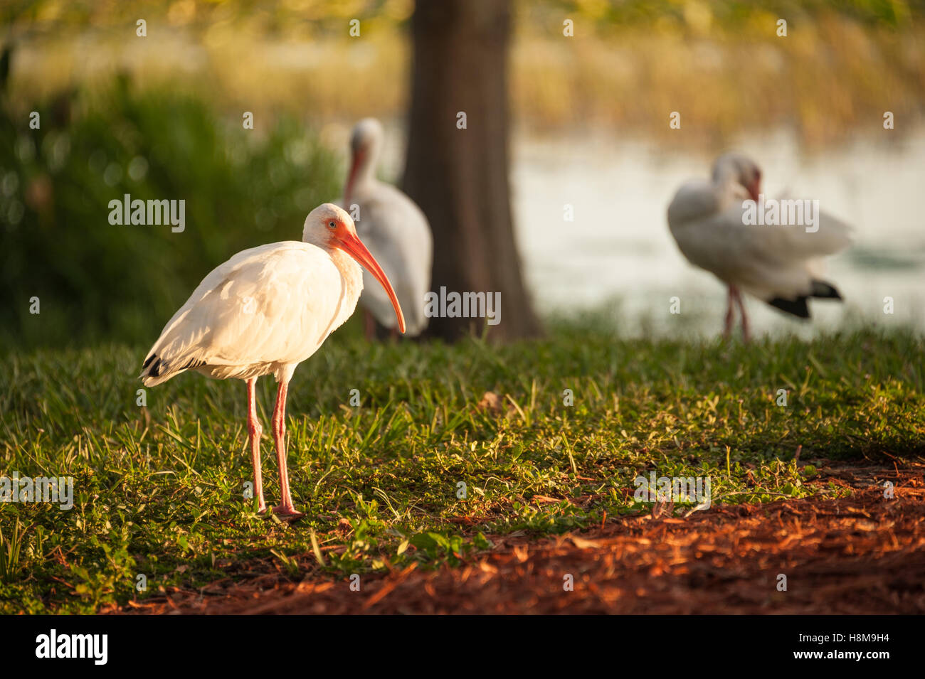 Ibis blanc d'allumé en fin d'après-midi du soleil au lac Harris à Leesburg, en Floride. (USA) Banque D'Images