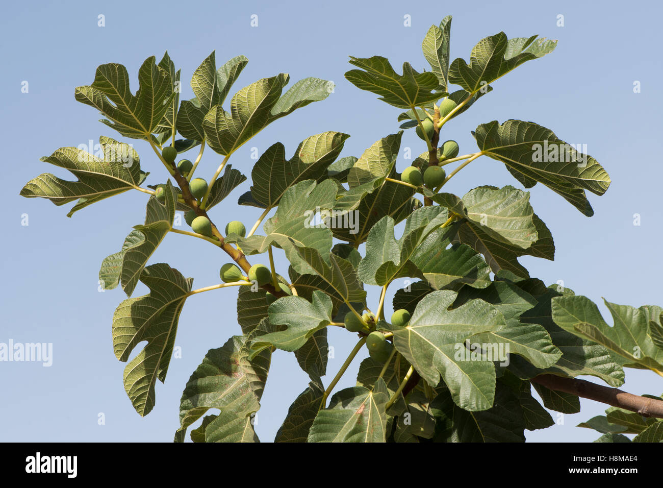 Fig commun (Ficus carica) avec des fruits, Faro, Portugal Banque D'Images