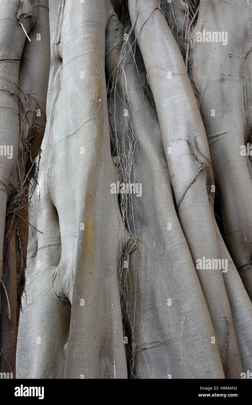 Moreton Bay fig malles, Australian banyan (Ficus macrophylla), Jardín de Aclimatión de La Orotava, Botanical Gardens Banque D'Images